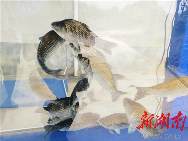 刘少军院士团队工作室落户浏阳乌龙渔场 岳麓山水产种业创新中心——乌龙渔场基地同时揭牌 刘少军院士团队工作室落户浏阳乌龙渔场 岳麓山水产种业创新中心——乌龙渔场基地同时揭牌