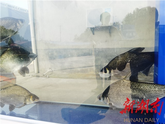 刘少军院士团队工作室落户浏阳乌龙渔场 岳麓山水产种业创新中心——乌龙渔场基地同时揭牌 刘少军院士团队工作室落户浏阳乌龙渔场 岳麓山水产种业创新中心——乌龙渔场基地同时揭牌