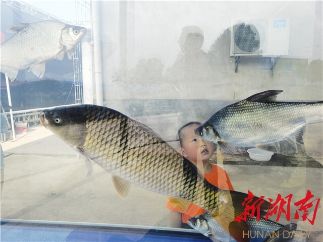 刘少军院士团队工作室落户浏阳乌龙渔场 岳麓山水产种业创新中心——乌龙渔场基地同时揭牌 刘少军院士团队工作室落户浏阳乌龙渔场 岳麓山水产种业创新中心——乌龙渔场基地同时揭牌